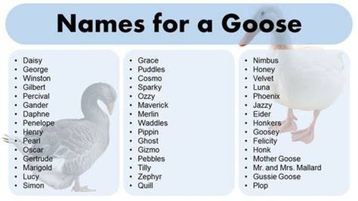 Adorable Names for a Goose Name Ideas for Your Pet GrammarVocab