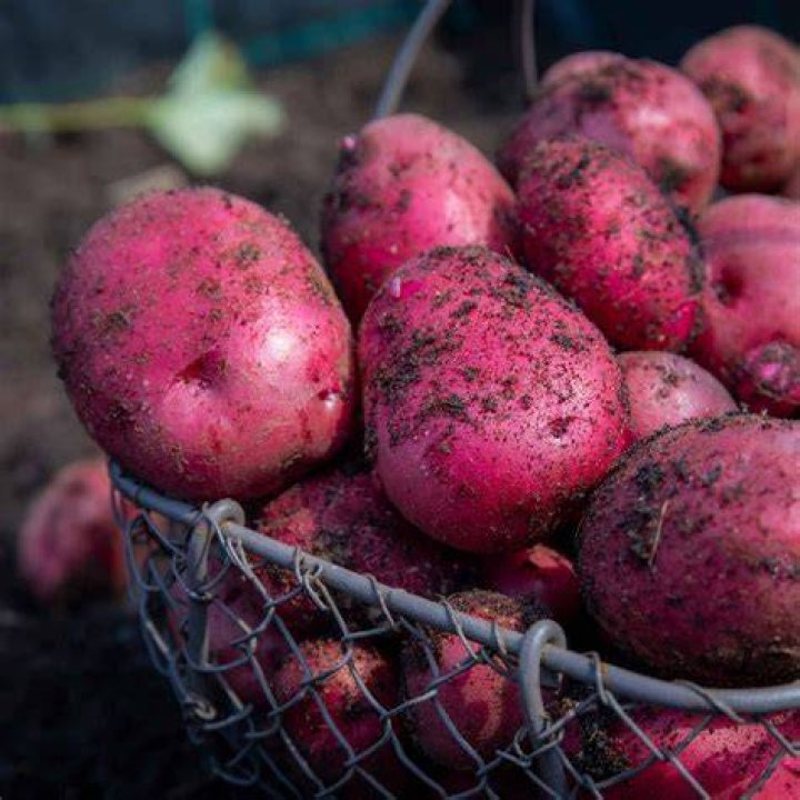 Caledonian Rose Caledonia Potatoes