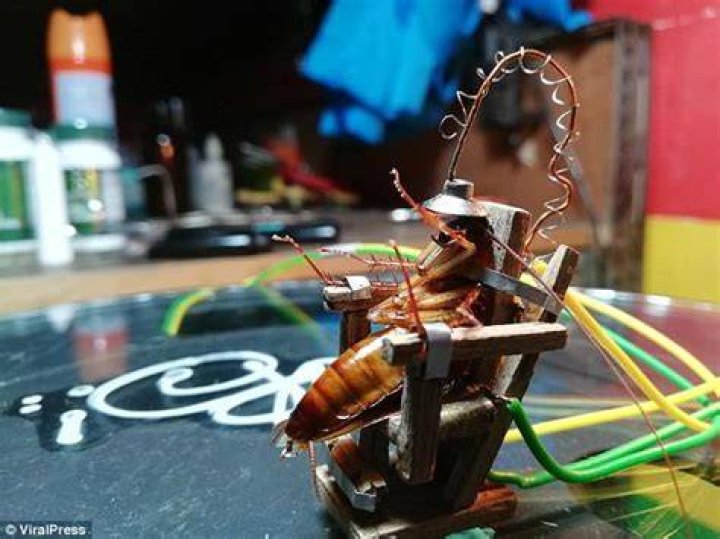 cockroach in electric chair Archives DailyPedia