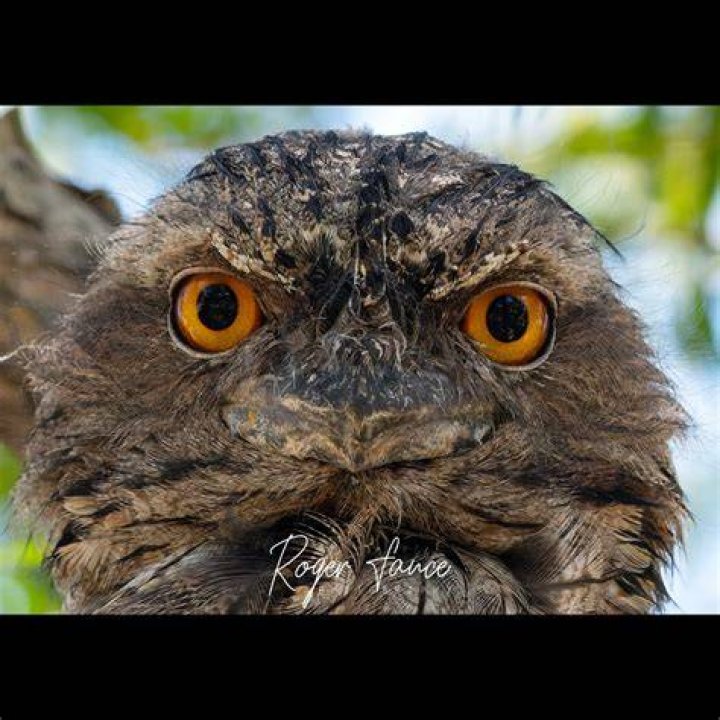 Exploring The Tawny Kitean: A Unique Perspective On Nature