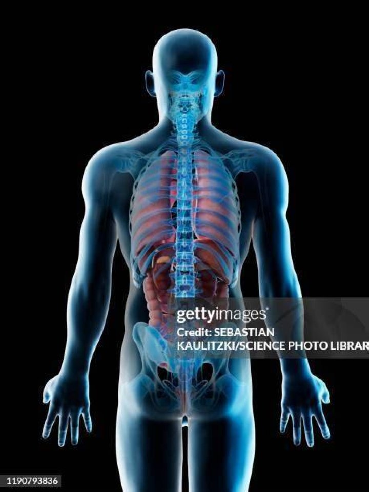 internal organs (rear view) Plate 14 from Medical anatomy;&hellip; Flickr