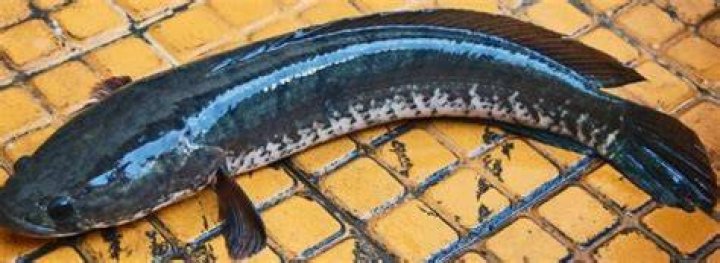 SNAKEHEAD MURREL FISH Viral Meen River Fish Fry Cooking In Village