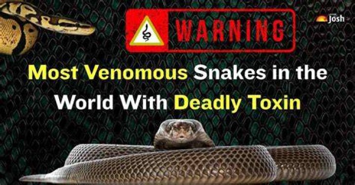 This is THE WORST SNAKE BITE He has EVER TAKEN!! YouTube